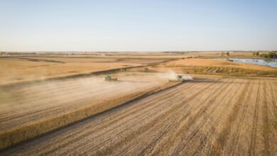 brown field under blue sky during daytime