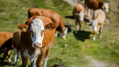 brown and white cow on green grass field during daytime