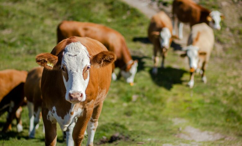 brown and white cow on green grass field during daytime