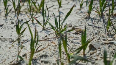 a close up of some grass growing in the sand