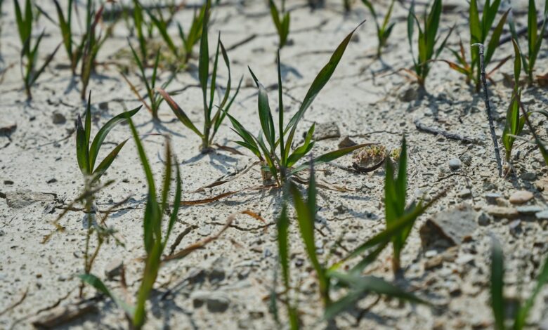 a close up of some grass growing in the sand
