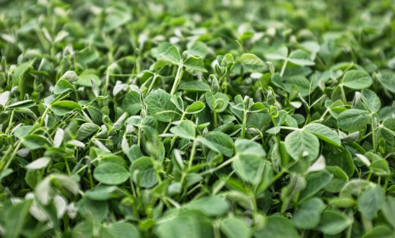 macro photography of green plants