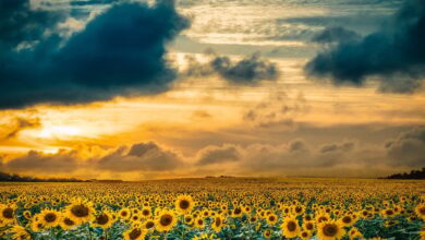 landscape, field, sunset, sky, clouds, sun, cloudy sky, sunflowers, yellow, nature, summer, agriculture, countryside, horizon, amazing view, natural scenery, cultural landscape, beauty, tranquility, peaceful