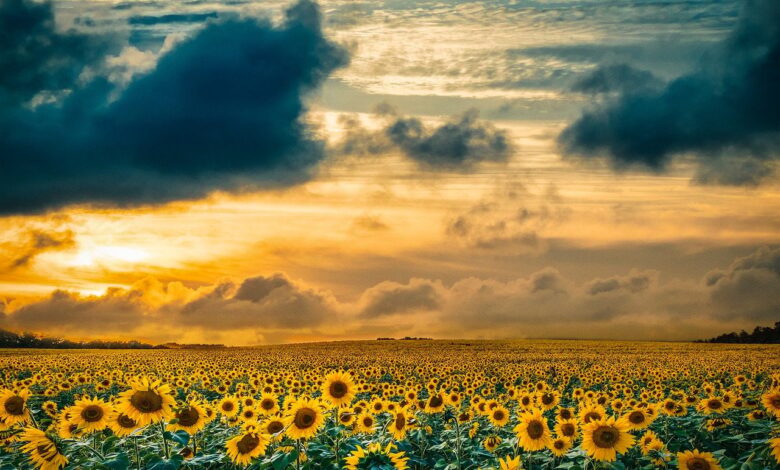 landscape, field, sunset, sky, clouds, sun, cloudy sky, sunflowers, yellow, nature, summer, agriculture, countryside, horizon, amazing view, natural scenery, cultural landscape, beauty, tranquility, peaceful