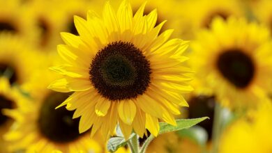 Close-up of a bright sunflower in a sunlit field, showcasing vibrant yellow petals and lush growth.