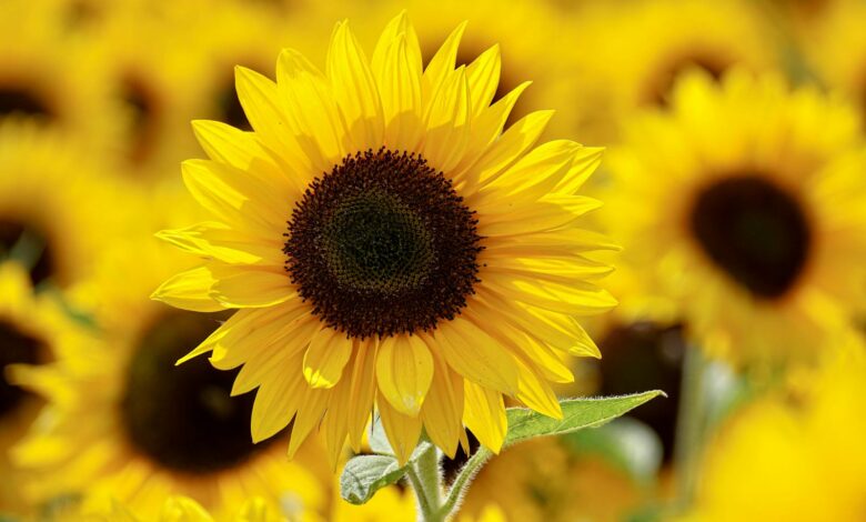 Close-up of a bright sunflower in a sunlit field, showcasing vibrant yellow petals and lush growth.