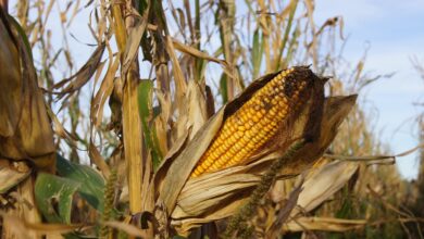 corn, kukuruz, popcorn, corn on the cob, field