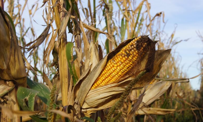 corn, kukuruz, popcorn, corn on the cob, field