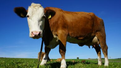 A close-up of a brown cow enjoying a sunny day in a vast green pasture.