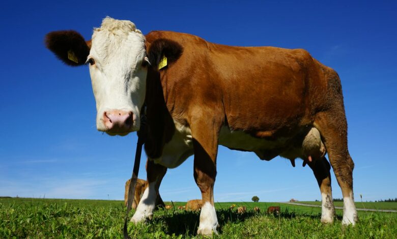A close-up of a brown cow enjoying a sunny day in a vast green pasture.