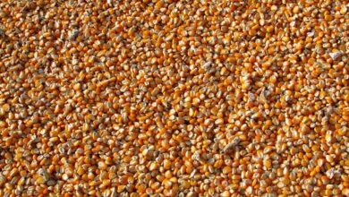 corn, kernels, food, maize, grains, seeds, harvest, produce, agriculture, corn, corn, corn, corn, corn, maize, grains, seeds, seeds