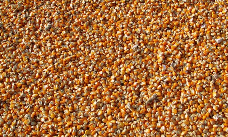 corn, kernels, food, maize, grains, seeds, harvest, produce, agriculture, corn, corn, corn, corn, corn, maize, grains, seeds, seeds