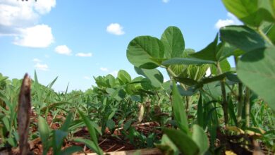 plantation, soy, planting, grains, farm, thick, brazil, soy, soy, soy, soy, soy, brazil