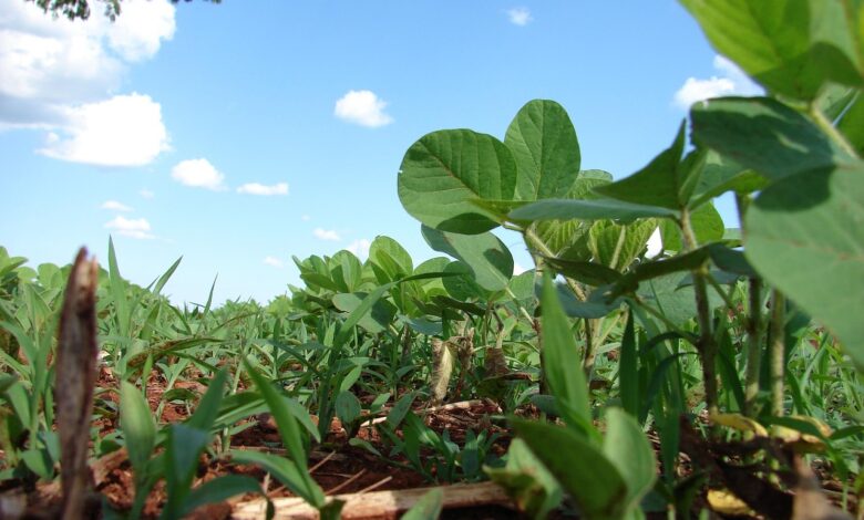 plantation, soy, planting, grains, farm, thick, brazil, soy, soy, soy, soy, soy, brazil