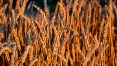 wheat, sheaf of wheat, cereals