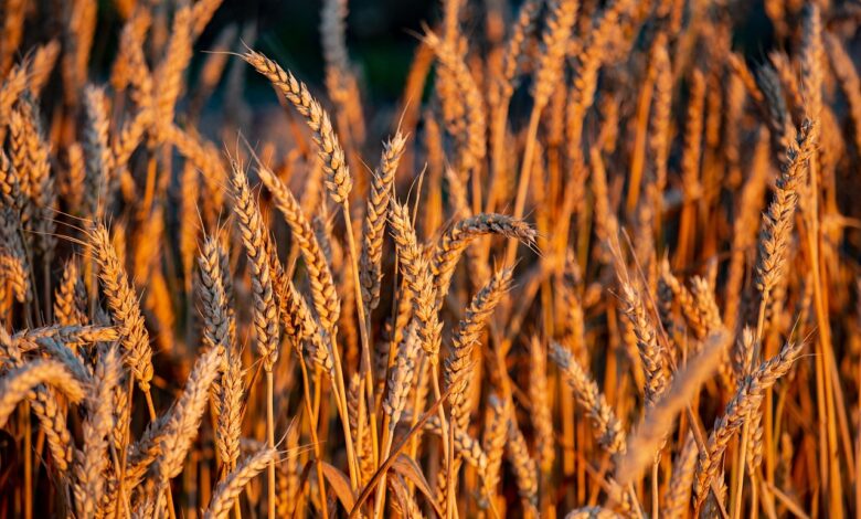 wheat, sheaf of wheat, cereals