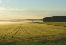 farm, fog, sunrise, dawn, morning, cropland, farmland, land, agriculture, landscape, rural, countryside, nature, farm, land, land, land, land, land