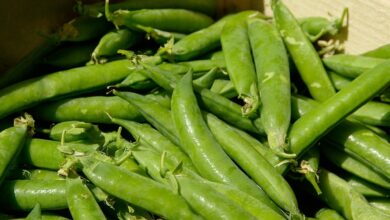 vegetables, peas, vitamins, market, peas, peas, peas, peas, peas