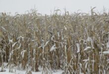 Понад 900 га кукурудзи залишаються на полях "Агротрейд" у Сумській області