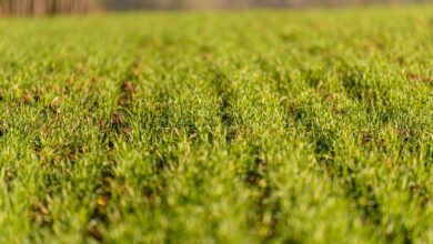 nature, landscape, czech, field, rows, grass, rural, green, plant, farm, outdoor, farmland, farming, natural, horizon, wheat, scene, grow, growth, winter wheat, wheat field, young wheat, earthday, grass, farming, farming, farming, farming, farming