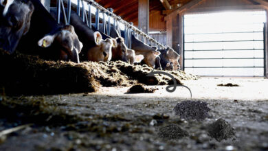 На Волині побудують комплекс із виробництва кормових добавок для тварин