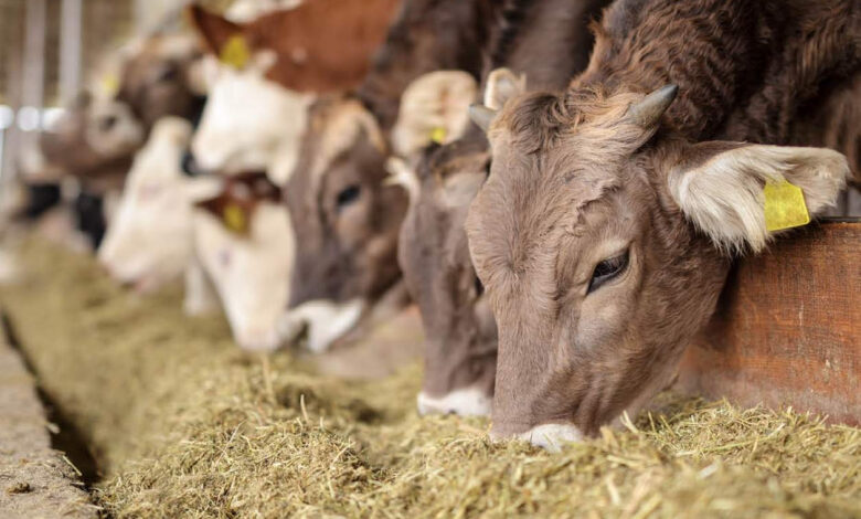 Український експорт великої рогатої худоби та яловичини скоротився на третину у січні