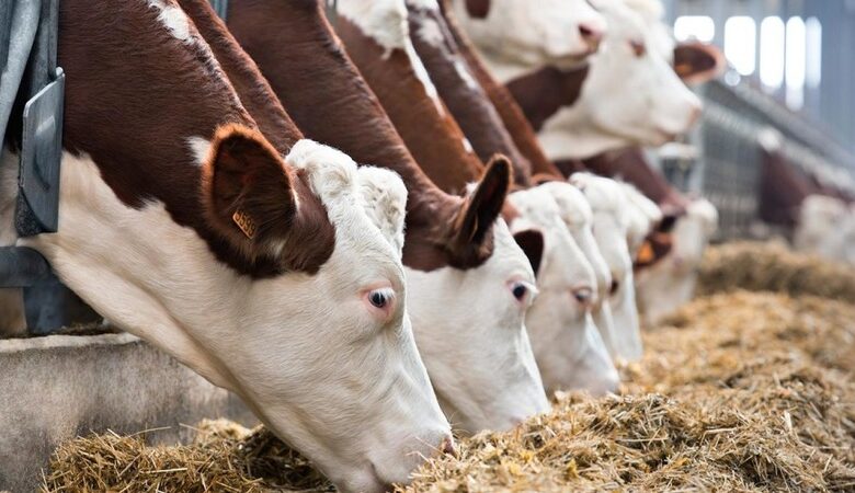 Україна звернулася до ЄС за антикризовою підтримкою для молочних господарств