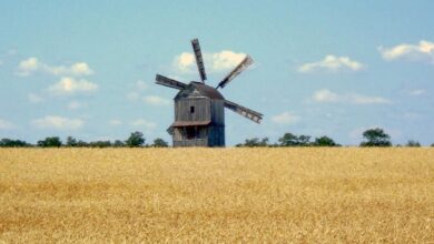 Виробництво борошна в Україні 2025: хто став лідером ринку