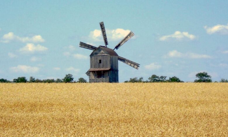 Виробництво борошна в Україні 2025: хто став лідером ринку