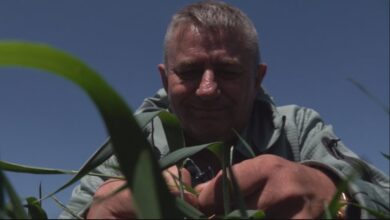 Аграрій з Харківщини навесні сіятиме лише соняшник через загрозу ударів російських дронів