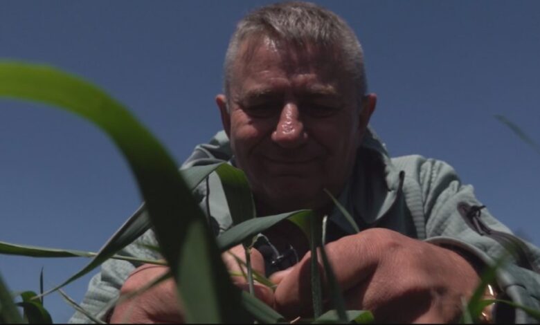 Аграрій з Харківщини навесні сіятиме лише соняшник через загрозу ударів російських дронів