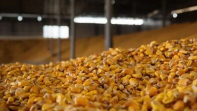 Ціни на кукурудзу в портах України знизилися