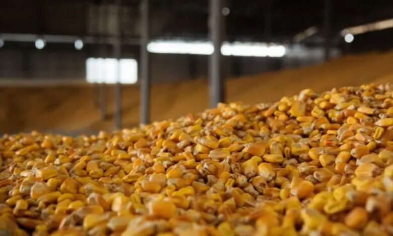 Ціни на кукурудзу в портах України знизилися