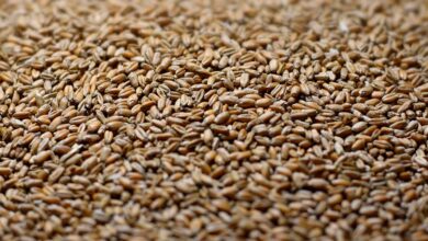 В Україні може накопичитися до 5 млн тонн пшениці