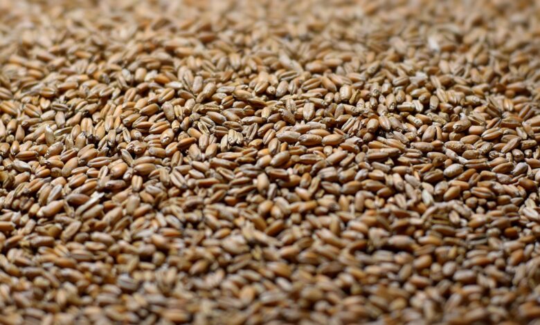 В Україні може накопичитися до 5 млн тонн пшениці