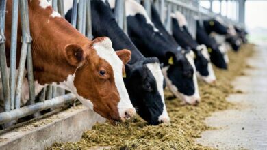 cow, cows, dairy, farm, agriculture, cattle, stable, animal, food, hay, nature, feed, modern, clean, within, brown, white, black, industrial, ai generated