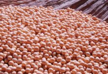 soy, vegetable, nature, green soybeans, grain, plant, seed