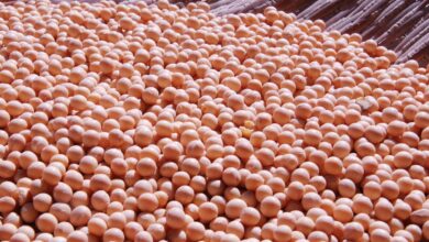 soy, vegetable, nature, green soybeans, grain, plant, seed