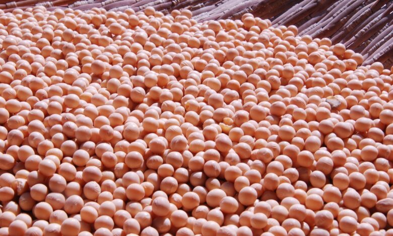 soy, vegetable, nature, green soybeans, grain, plant, seed