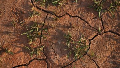 soil, land, dry, cracked, drought, nature, grass