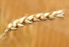 A detailed macro shot of a wheat ear in a sunlit field, highlighting agriculture.
