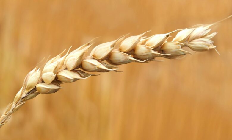 A detailed macro shot of a wheat ear in a sunlit field, highlighting agriculture.