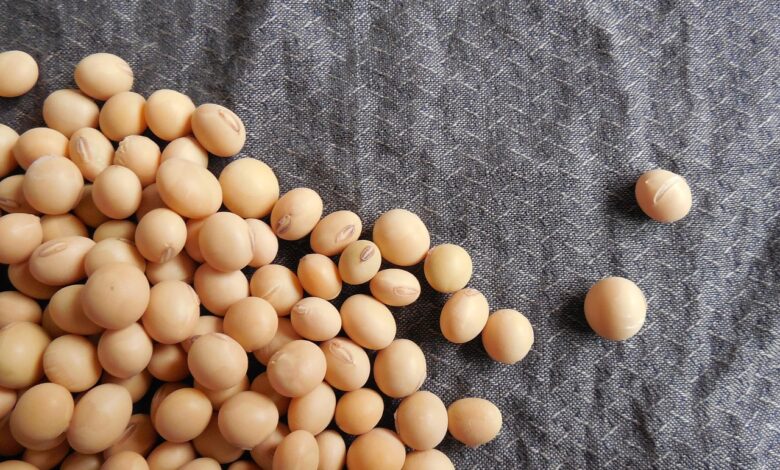 soybeans, beans, soy, food, grains, seeds, healthy, organic, vegetarian, gray food, gray healthy, soybeans, soy, soy, soy, soy, soy