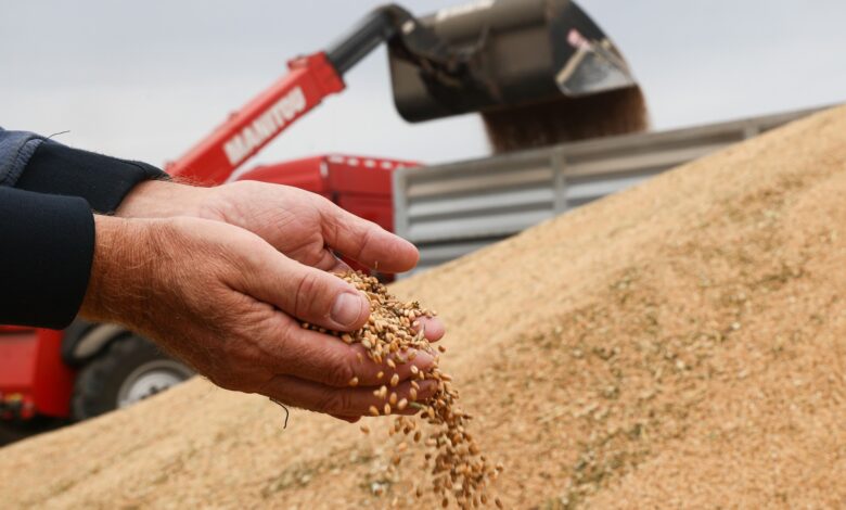 Експорт зерна лише через сертифіковані елеватори може вдарити по малих фермерах