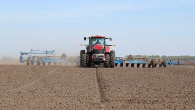 УЗА прогнозує зміни посівних площ в Україні: пшениця та ячмінь зростуть, кукурудза може скоротитися