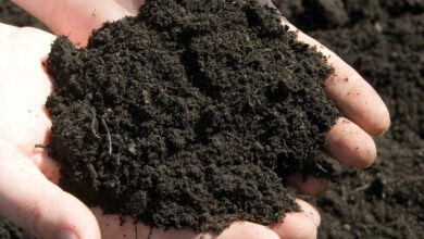 Війна прискорила деградацію ґрунтів в Україні