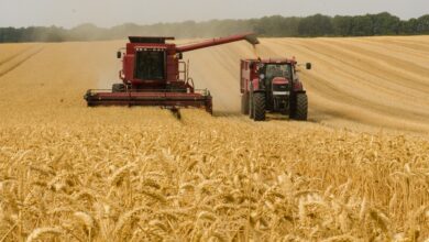 harvester, tractor, nature, wheat, agriculture, farm, harvest, machine, fieldwork, rural, summer, crop, field, orange summer, orange farm, orange field, orange wheat