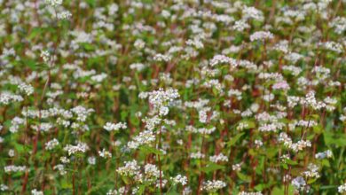 buckwheat, flower wallpaper, flowers, beautiful flowers, field, flower background, farm, countryside, agriculture, rural, bloom, blossom, flowering plant, nature, plant, flora