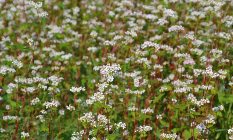 buckwheat, flower wallpaper, flowers, beautiful flowers, field, flower background, farm, countryside, agriculture, rural, bloom, blossom, flowering plant, nature, plant, flora
