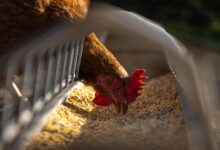 hen, chicken, feeding, poultry, nature, animal, fowl, landfowl, grains, eating, farm, agriculture